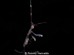 this is a pregnant skeleton shrimp, u can see the eggs wi... by Tommy Harivaldo 